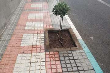 Plan verde para llenar a Telde de árboles adaptados a su entorno (Foto TA)